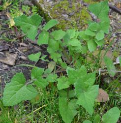 Image: P.B. Heenan © Landcare Research 2014 